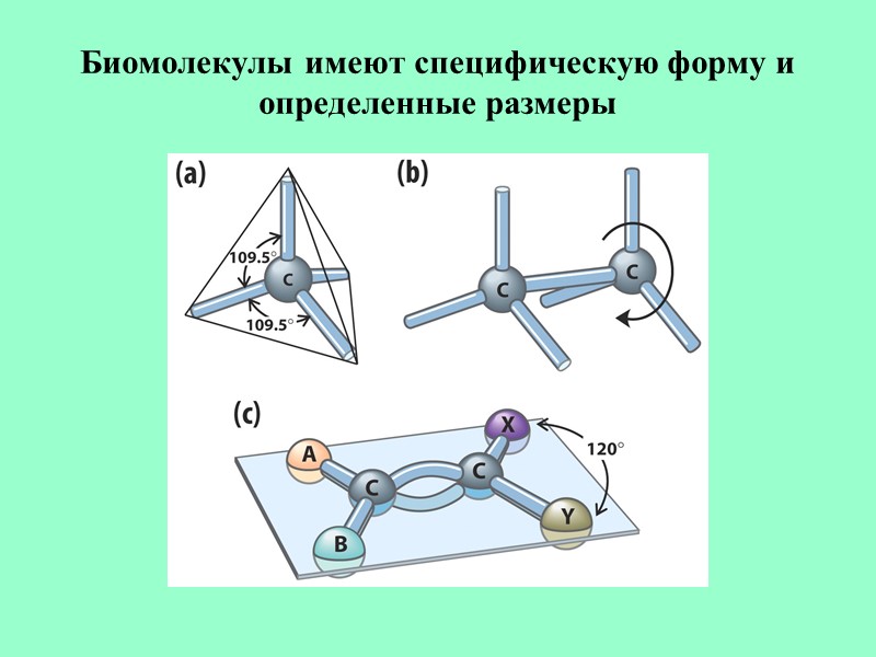 Биомолекулы имеют специфическую форму и определенные размеры